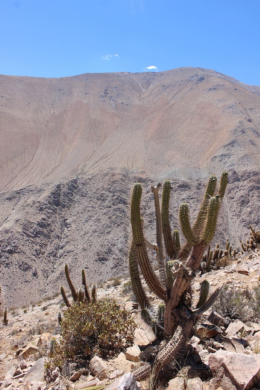 mountain, chile, elqui, cactus, scenics - nature, succulent plant HD wallpaper