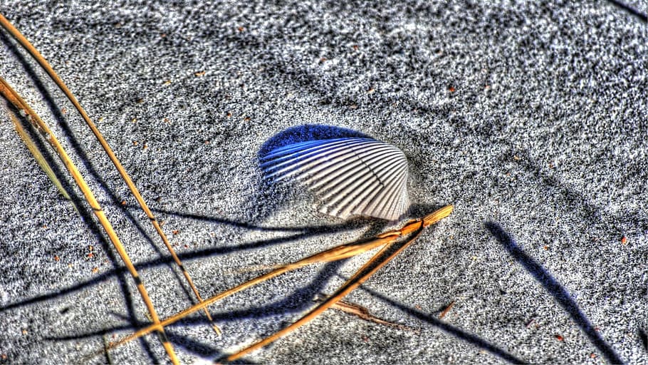 Shell, Beach, Beach, Sand, close-up, macro, no People, one animal HD wallpaper