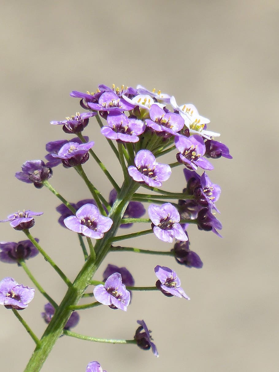 doldiger cress, inflorescence, flowers, plant, violet, white, HD wallpaper