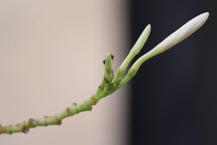 flower, white, bud, ants, one animal, animal themes, green color HD wallpaper