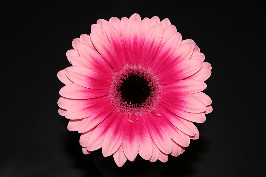 flower, gerbera, blossom, gerbera Daisy, pink Color, petal HD wallpaper