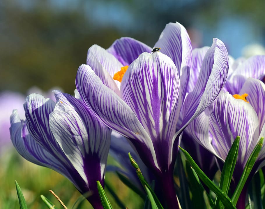 purple flowers during daytime, crocus, blossom, bloom, spring HD wallpaper