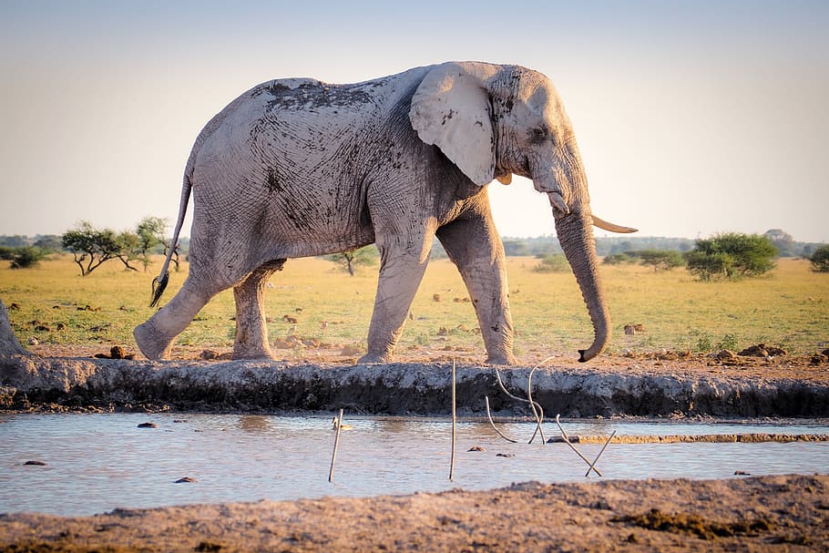 gray elephant walking near river during daytime, grey elephant walking near body of water, HD wallpaper