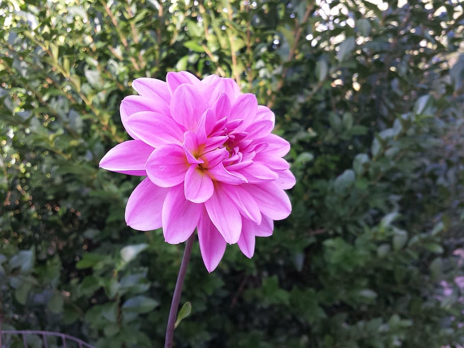 bloom, flower, petals, plant, blossom, flora, garden, blooming HD wallpaper