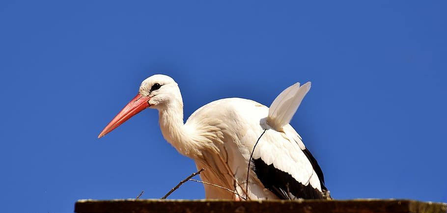 stork, bird, fly, plumage, nature, animal world, wing, monkey mountain salem HD wallpaper