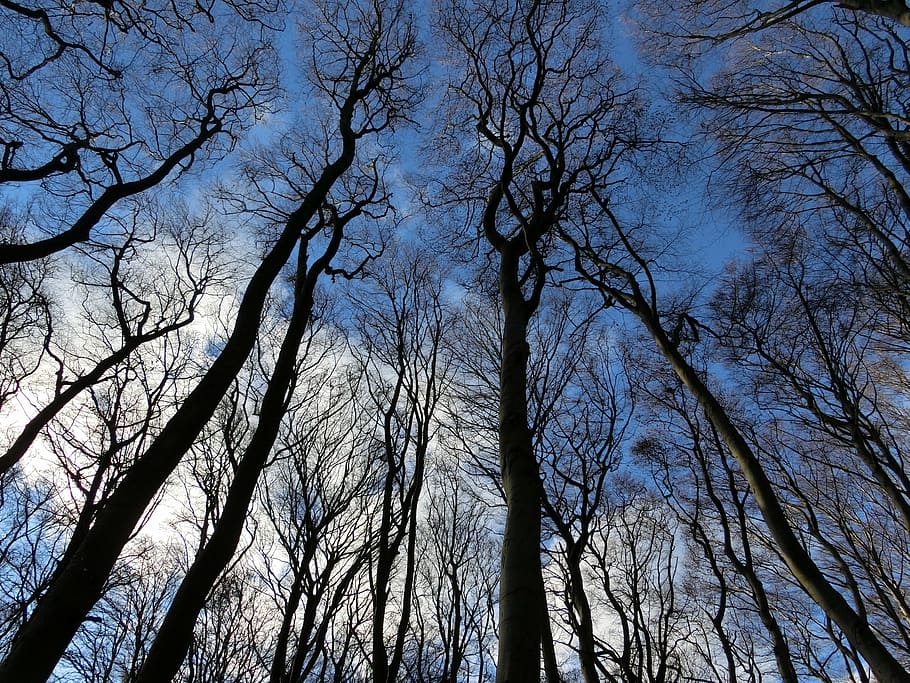 photo of brown trees during daytime, forest, sky, winter, landscape HD wallpaper