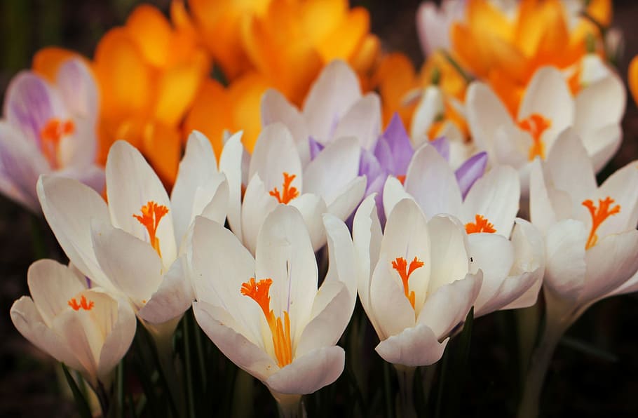 selective focus of white flowers, Crocus, Spring, Close, full bloom HD wallpaper