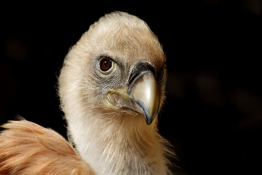 closeup photo of tan chick, vulture, bird, bird of prey, scavengers