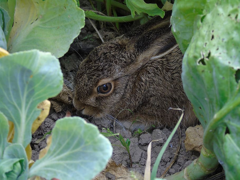brown rabbit, hare, animal, young, bunny, animal themes, animal wildlife HD wallpaper