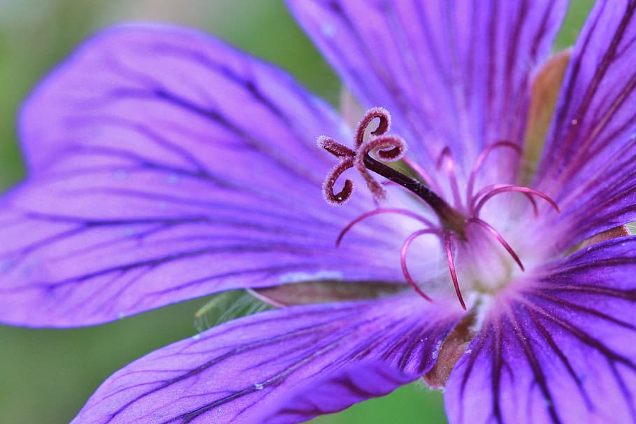 macro shot photography of purple flower, cranesbill, blossom HD wallpaper