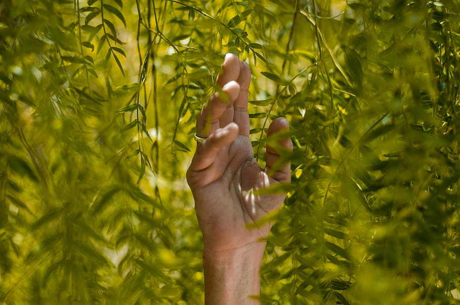 person holding green leaf plants, person holding a plant, hand HD wallpaper