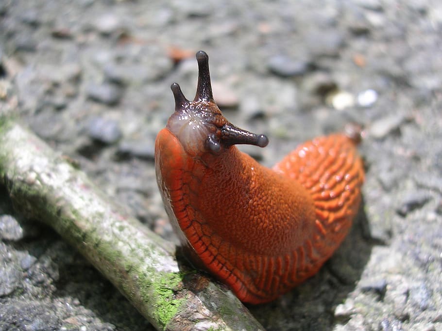 spring, slug, snail, animals, nature, forest, path, animal themes HD wallpaper