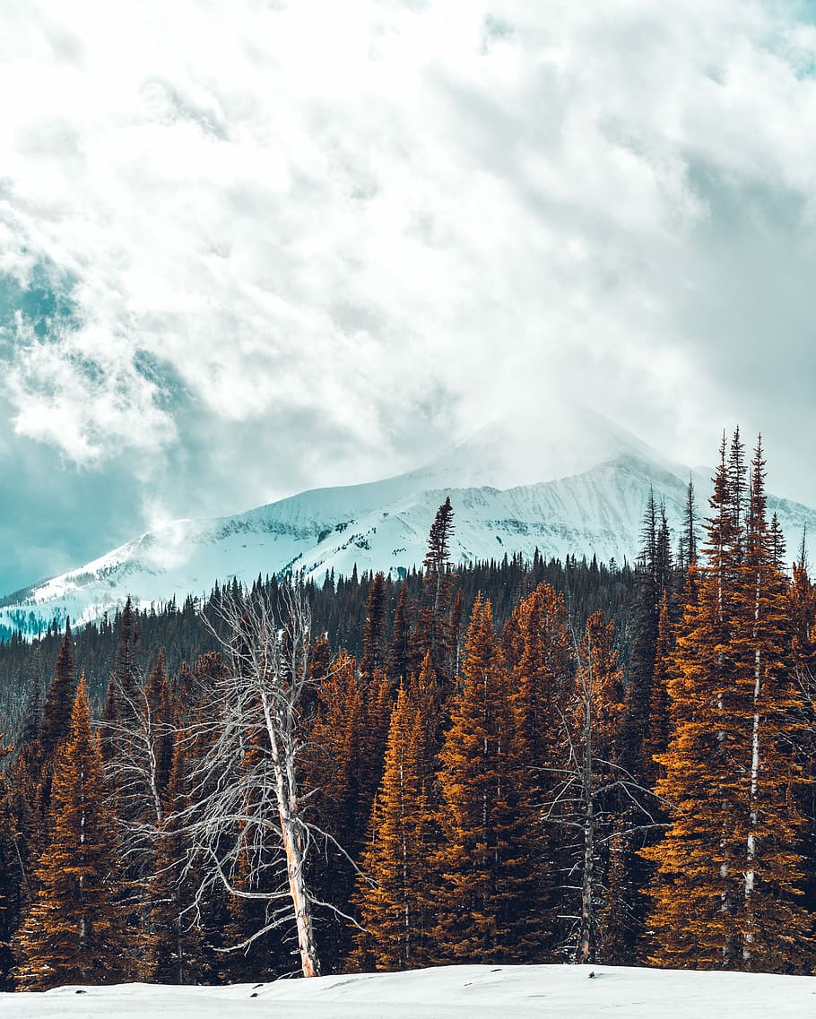 pine trees in front of snow-capped mountain, pine trees under white sky HD wallpaper