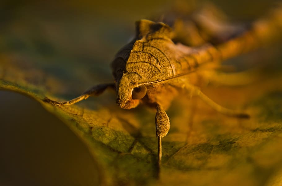 Hd Wallpaper Antenna Antennae Brown Bug Close Up Eye Gray