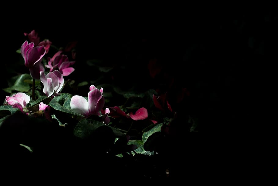 purple petaled flower, dark, night, nature, outdoor, garden HD wallpaper
