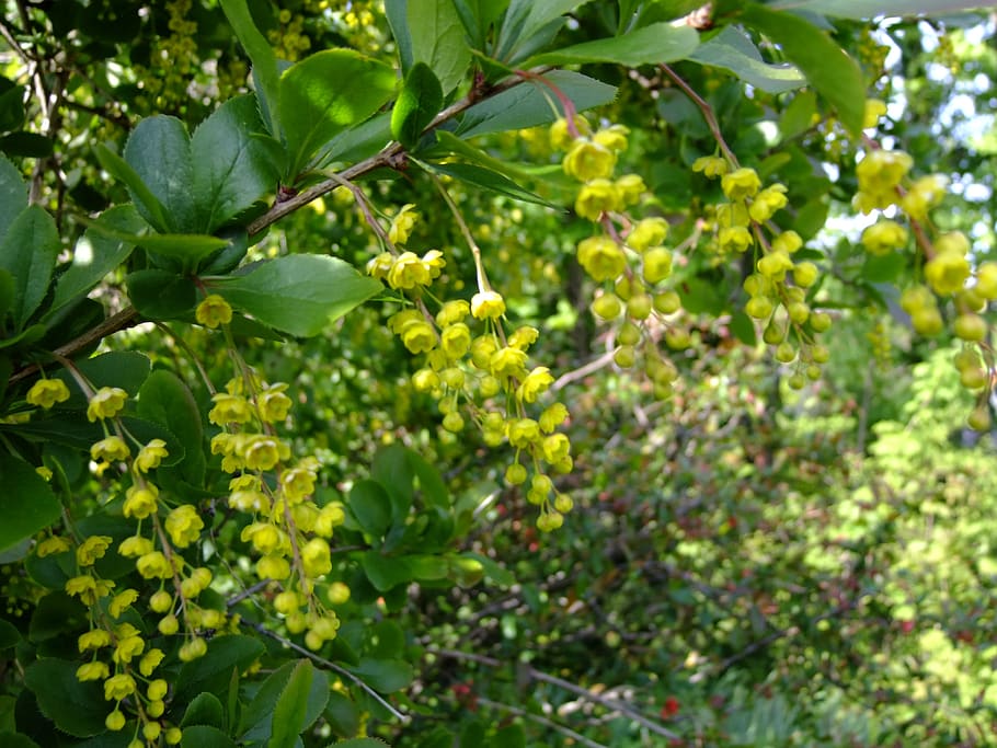 berberis, blossom, bloom, bush, berberitzengewächs, shrub, HD wallpaper