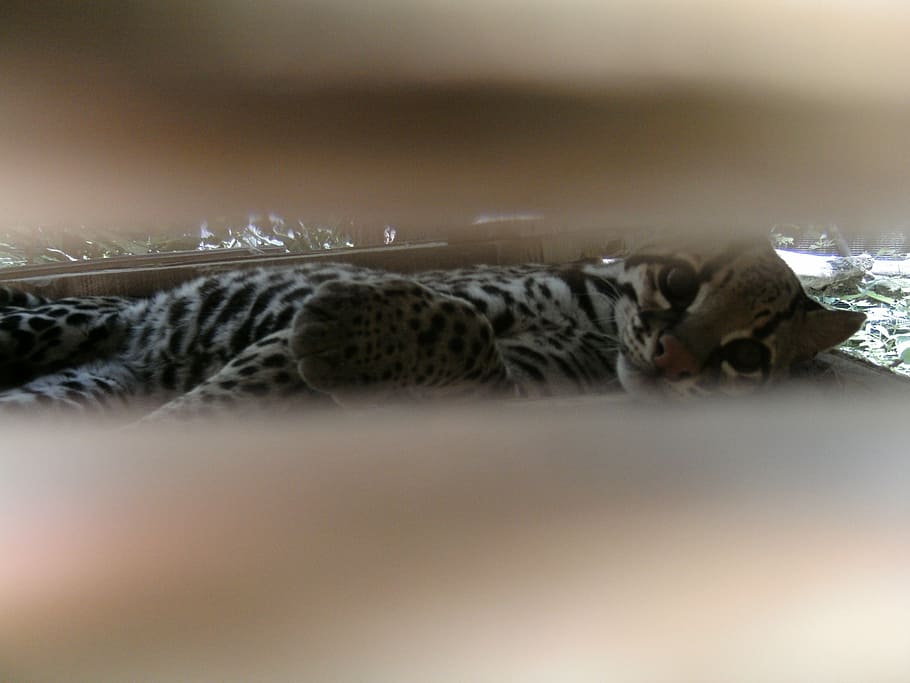 ocelot, feline, one animal, mammal, selective focus, no people HD wallpaper