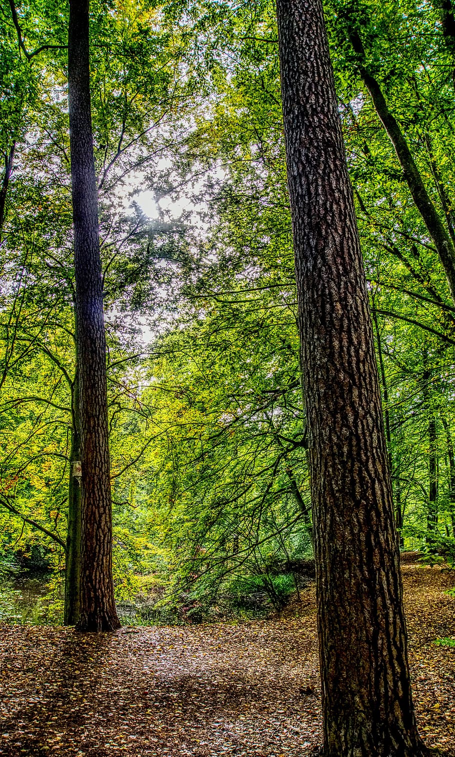 forest, leaves, tree, green, landscape, nature, sunny, mood HD wallpaper