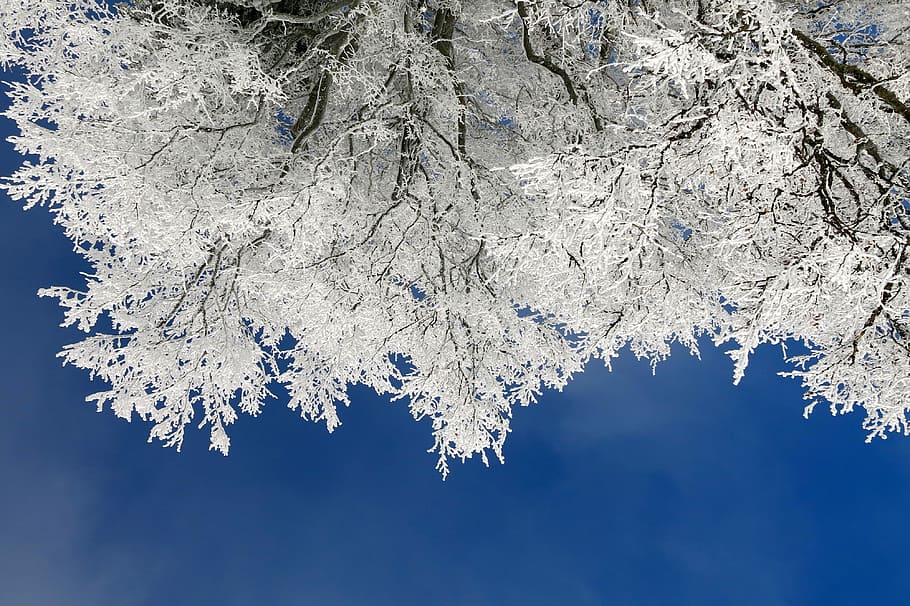eyeworm view photo of tree with white leaf, photo of white flowering trees HD wallpaper