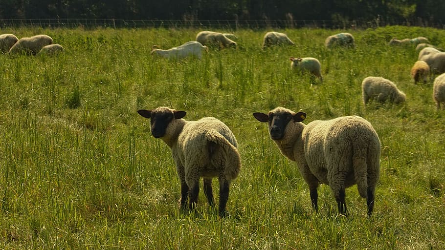 Nature, Sheep, Pasture, agriculture, farm, flock Of Sheep, grass HD wallpaper