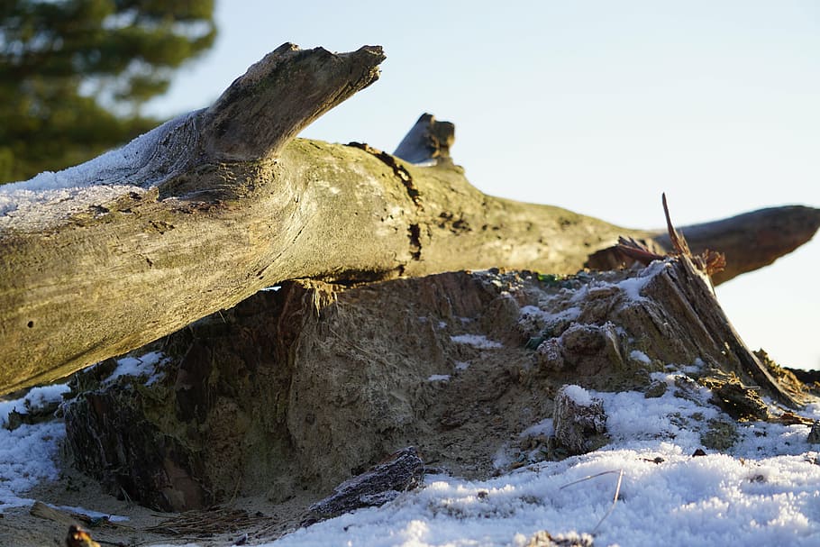 branch, snow, winter, cold, snowy, nature, winter landscape HD wallpaper