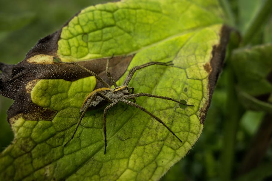 Spider, Leaf, Garden, green color, one animal, animal themes HD wallpaper