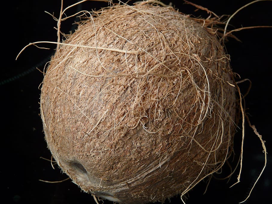 Coconut, Coconuts, Exotic, Sweet, Palm, mediterranean, food HD wallpaper
