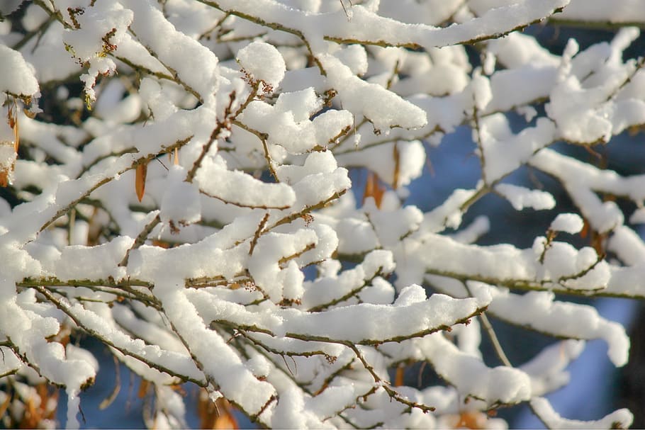 snow, winter, ice, cold, white color, branch, plant, beauty in nature HD wallpaper