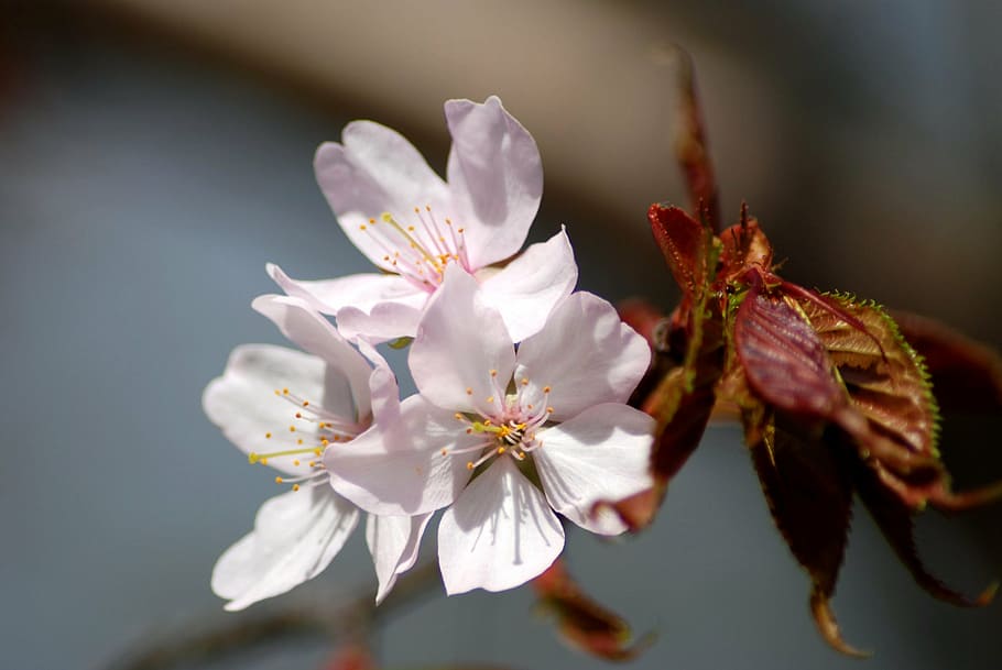 flowers, apple tree, spring, branch, flowering tree, living nature HD wallpaper