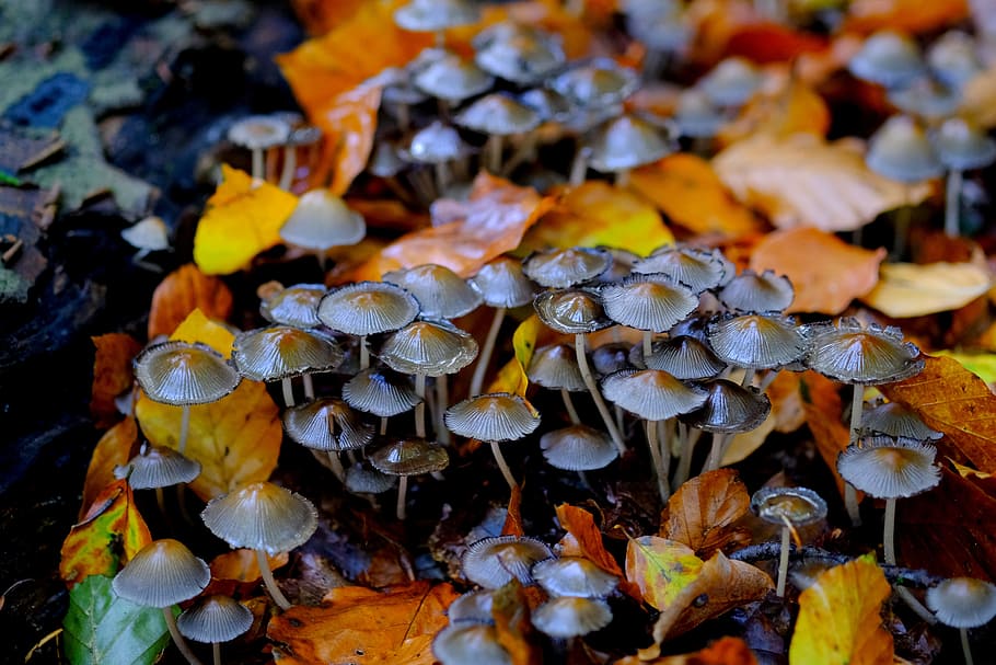 comatus, mushrooms, mushroom colony, forest, nature, autumn