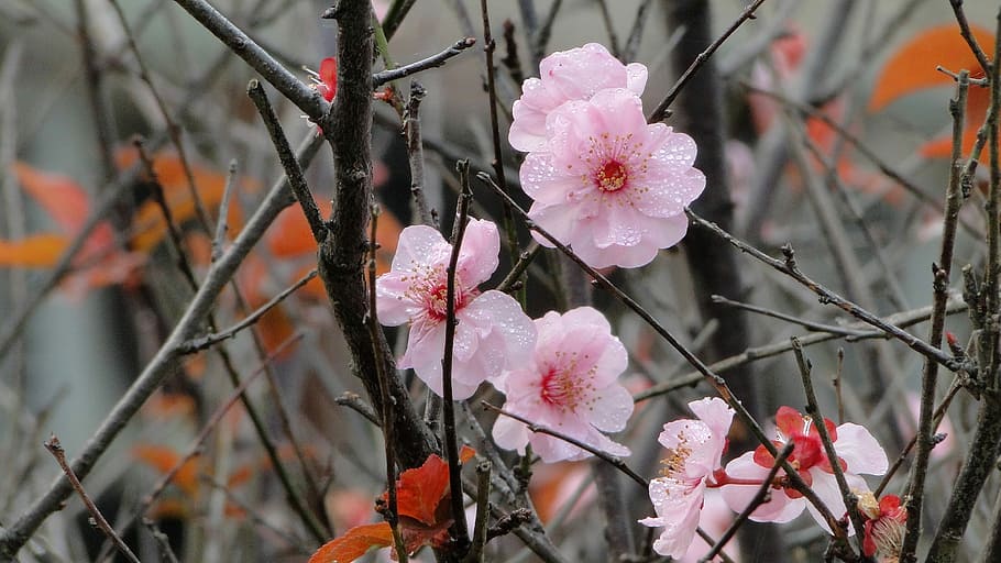 Flower, Spring, yu lee, blossom, fragility, pink color, petal HD wallpaper