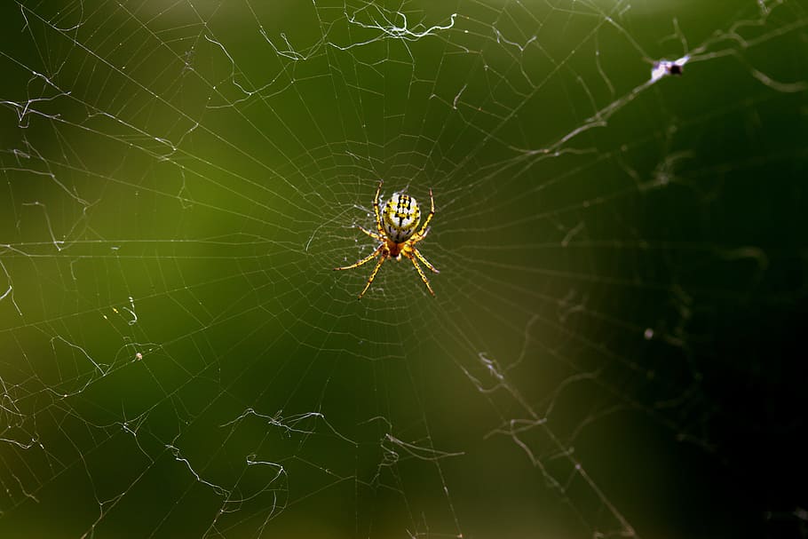 Spider Web, Hooked, Arachnid, place, one animal, animal themes HD wallpaper