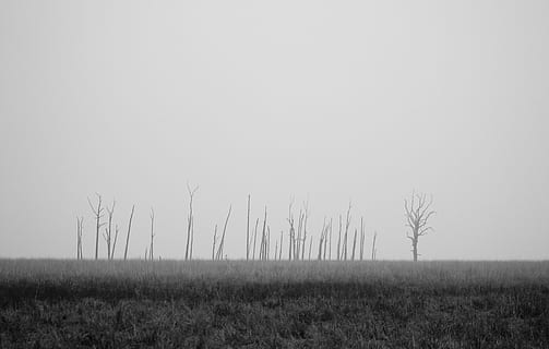 gray trees on grassland, grayscale of bare tree, dead tree, barren HD wallpaper