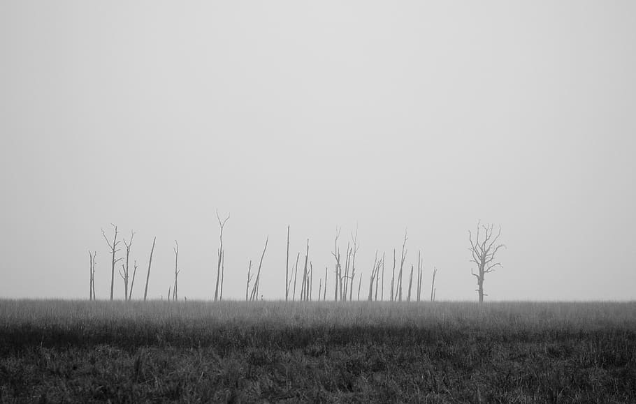 gray trees on grassland, grayscale of bare tree, dead tree, barren HD wallpaper