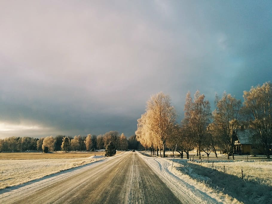highway, sky, the scenery, road, transportation, tree, plant HD wallpaper
