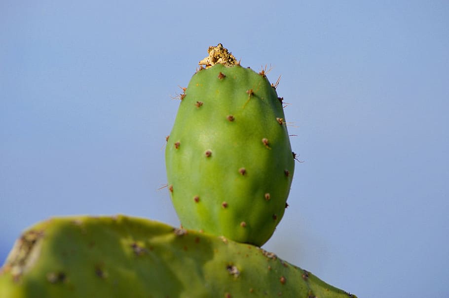 prickly pear, chumbo, fruit, mediterranean, skewers, shovels HD wallpaper