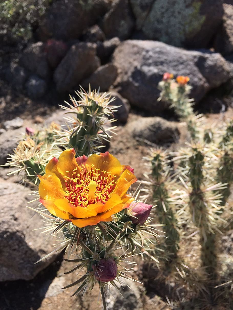 Bloom, Flower, Cactus, Desert, Orange, nature, plant, close-up HD wallpaper