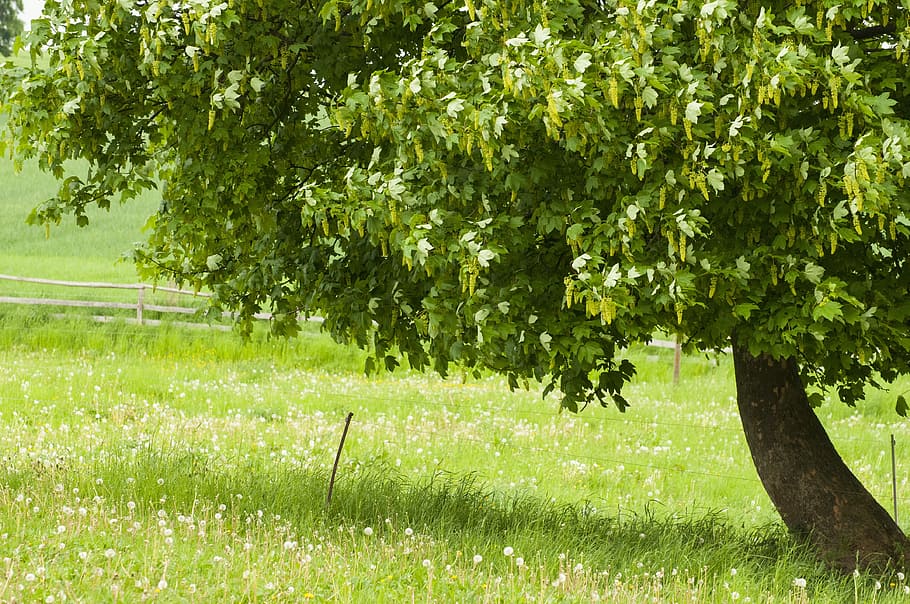 maple tree, nature, landscape, plant, growth, green color, grass HD wallpaper