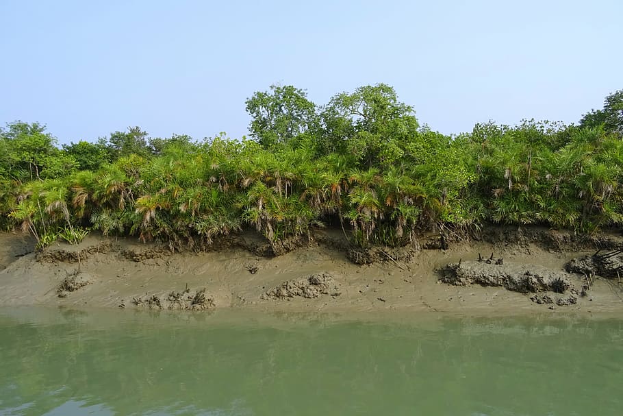 mangroves, sundarbans, swamp, forest, river, ramsar site, unesco, HD wallpaper