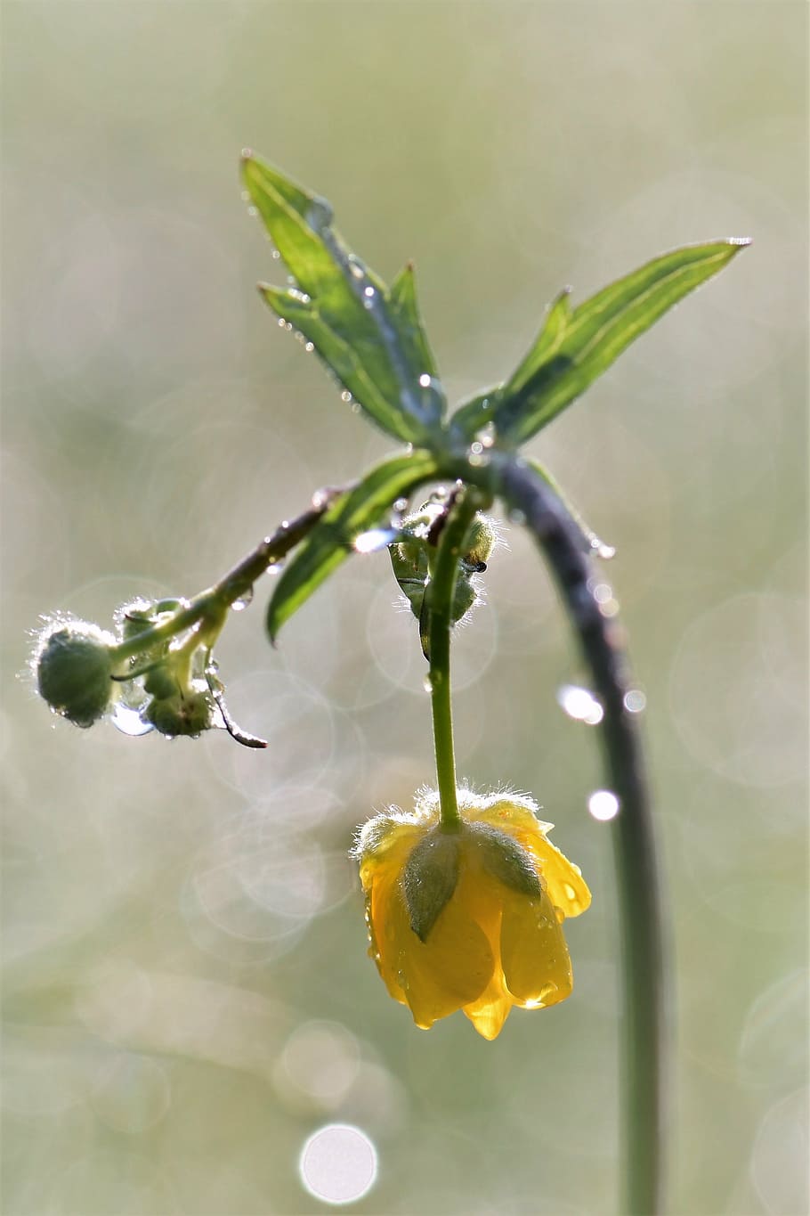 close-up photo of yellow petaled flower, buttercup, meadow, plant