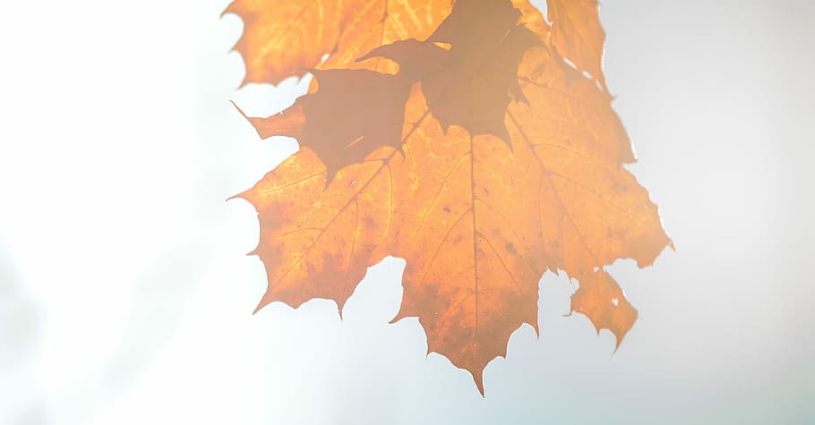 dried maple leaf on white surface, close-up photo of brown Maple leaf HD wallpaper