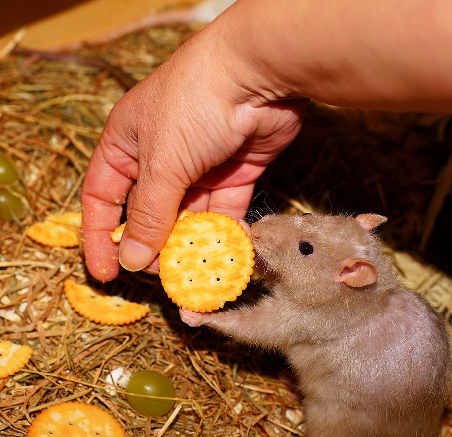 person feeding rat a biscuit, color rat, tame, rodent, animal, HD wallpaper