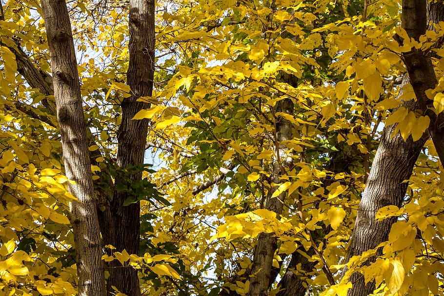 fall, color, yellow, leaves, leaf, tree, trunk, green, autumn HD wallpaper