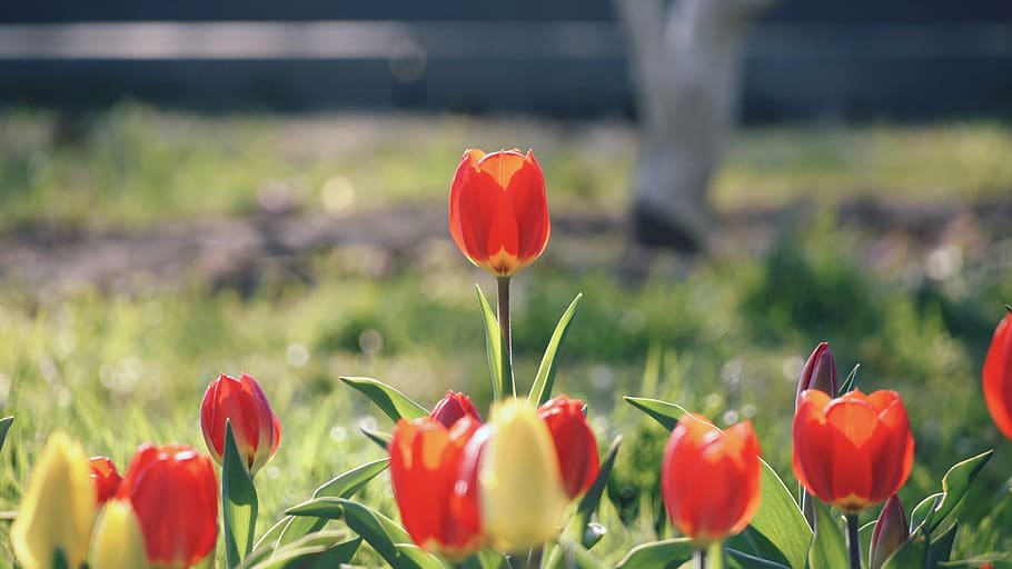 flower, spring, tulip, flowering plant, freshness, beauty in nature HD wallpaper