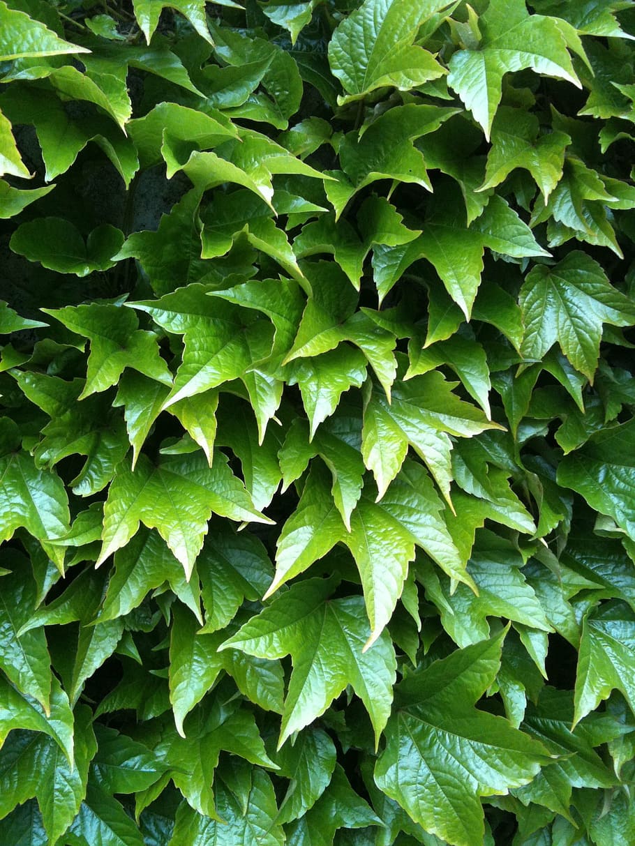 green, vine, leaves, background, growing, plant, nature, leaf HD wallpaper