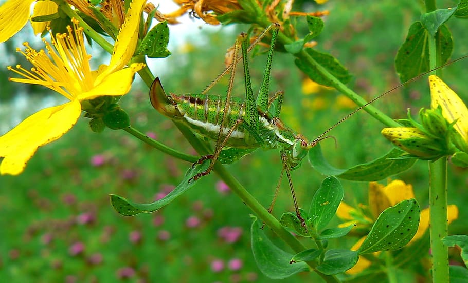 nature, leaf, flora, flower, summer, tree, plant, animal wildlife HD wallpaper