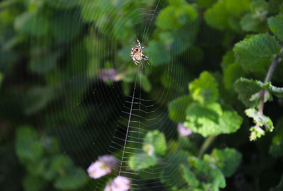 spider, web, nature, insect, net, design, spiderweb, cobweb HD wallpaper