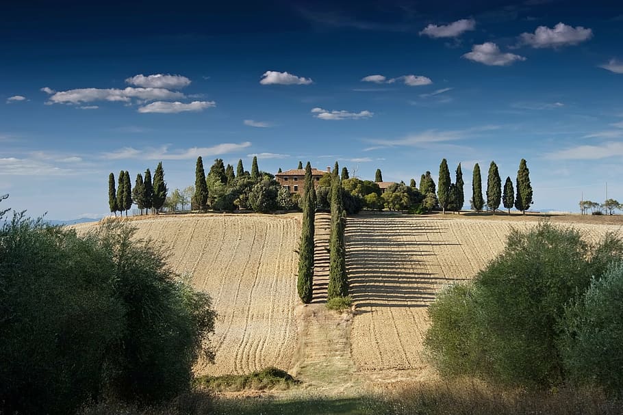 photography of green trees, tuscany, italy, fields, meadow HD wallpaper