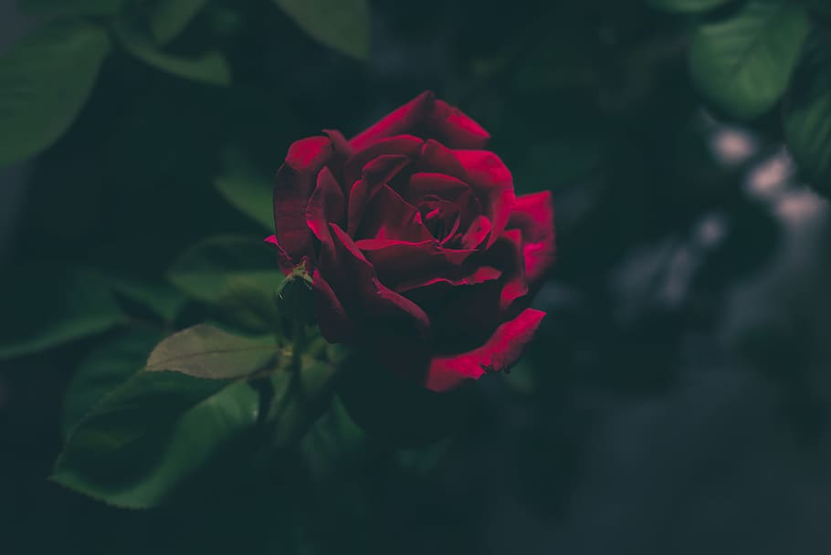 shallow focus photography of red rose, rose - Flower, nature HD wallpaper