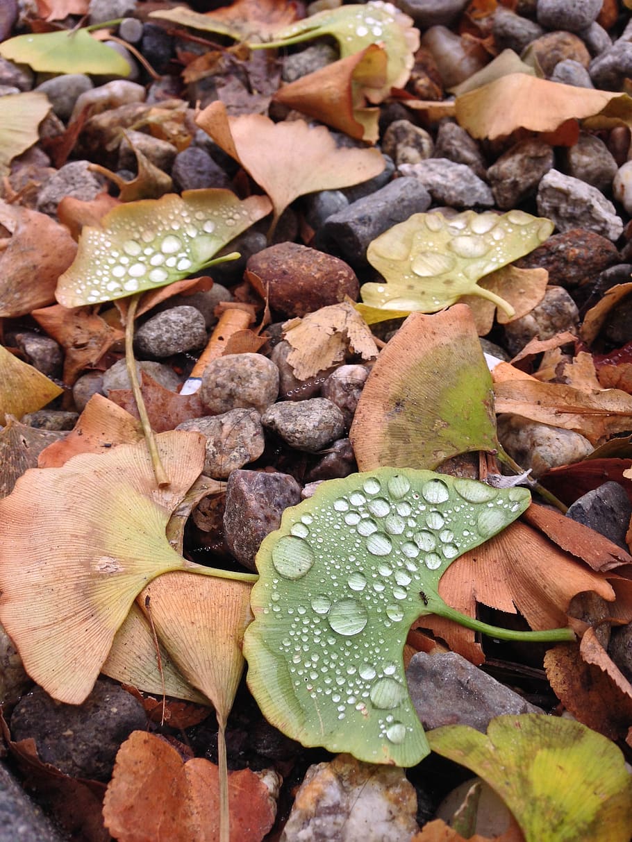dew, leaves, leaf, nature, green, water, wet, drop, environment HD wallpaper